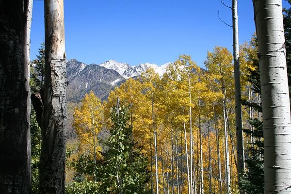 Aspens and San Juan peaks near Durango, Colorado