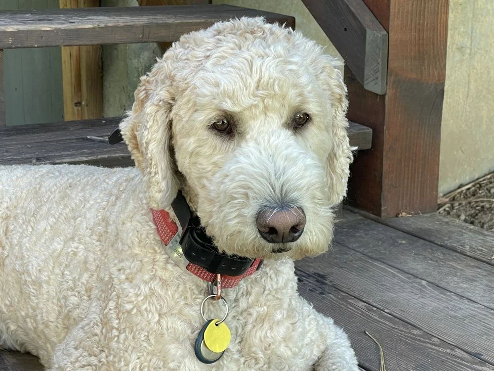 Sonny, the resident dog at Country Sunshine Bed & Breakfast