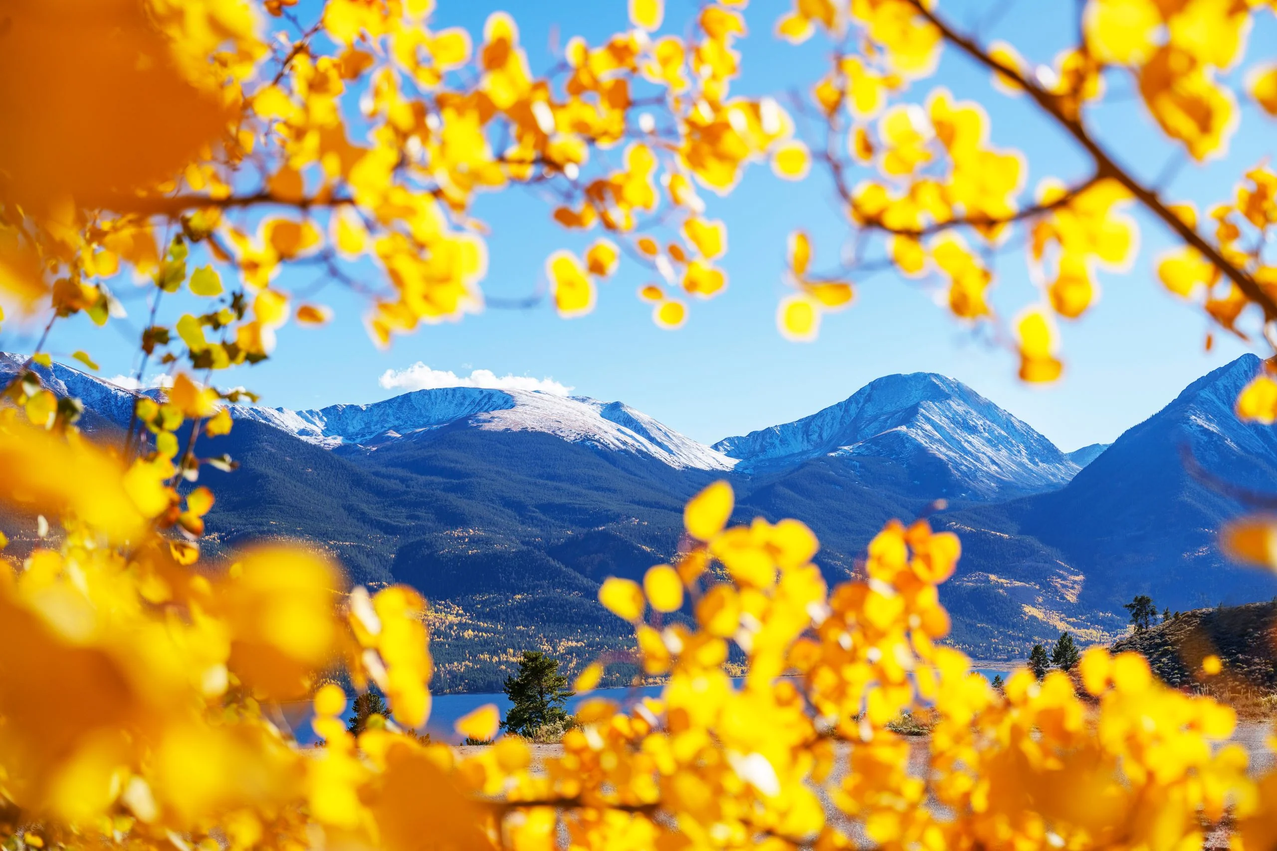 Golden aspens in the San Juan Mountains near Durango