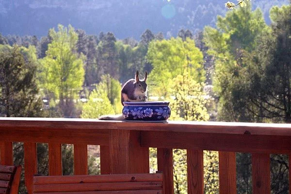 An Abert's squirrel in a ponderosa pine