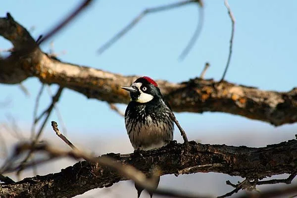 An acorn woodpecker on a ponderosa pine near the property