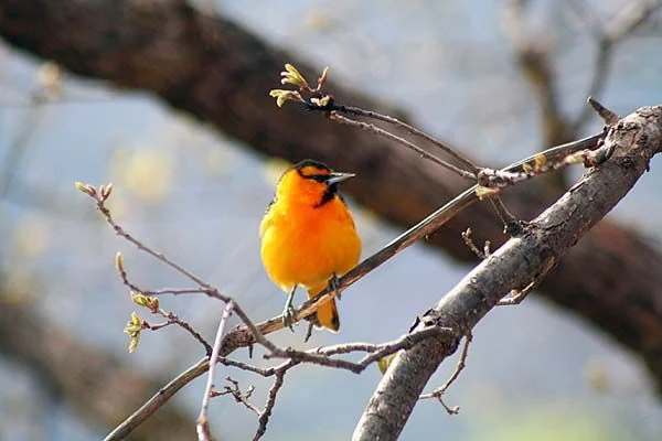 A Bullock's oriole among the ponderosa pines