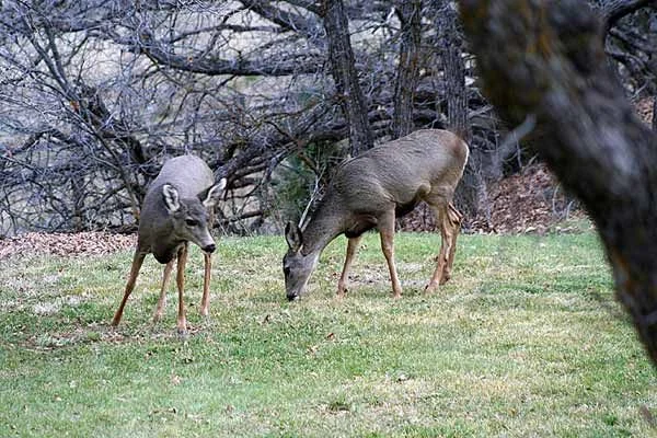 A pair of deer on the lawn at Country Sunshine Bed & Breakfast