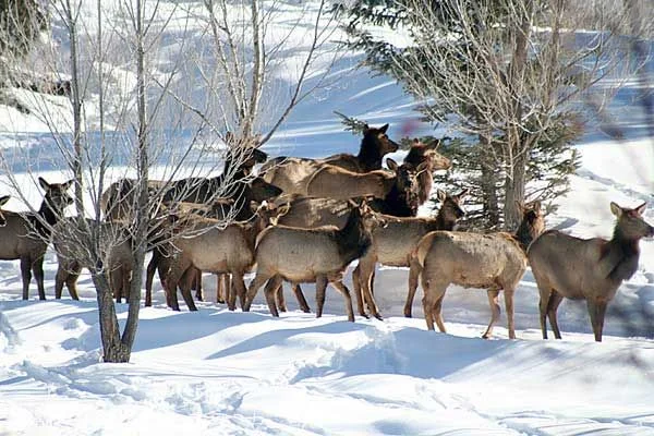 A herd of elk near Country Sunshine Bed & Breakfast