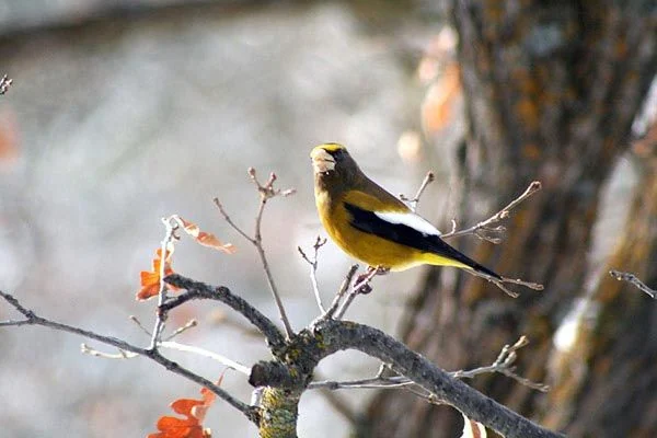 A grosbeak visiting the redwood deck feeders