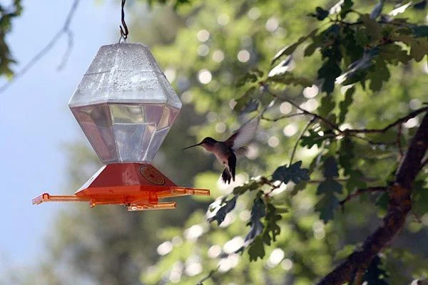 A hummingbird near the redwood deck at Country Sunshine Bed & Breakfast