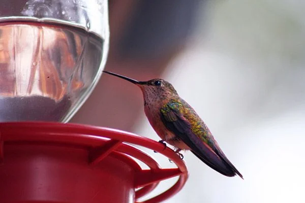 A hummingbird feeding near the redwood deck