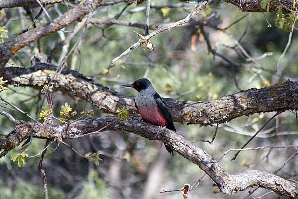 A Lewis's woodpecker spotted at Country Sunshine Bed & Breakfast
