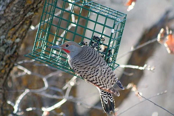 A northern flicker near the redwood deck