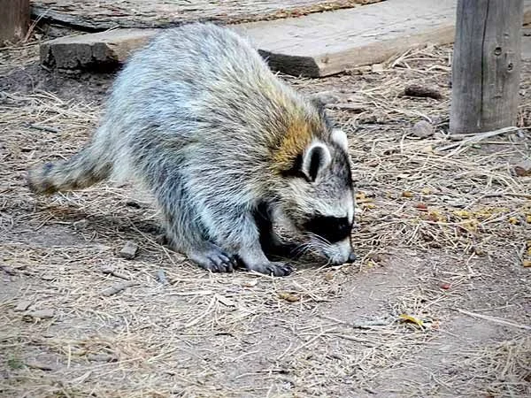 A raccoon spotted on the property at night