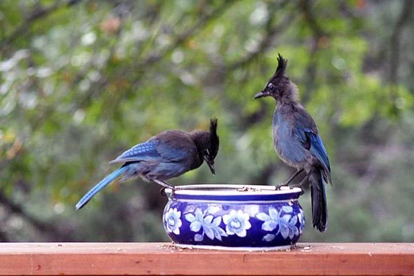 A Steller's jay near the redwood deck at Country Sunshine Bed & Breakfast