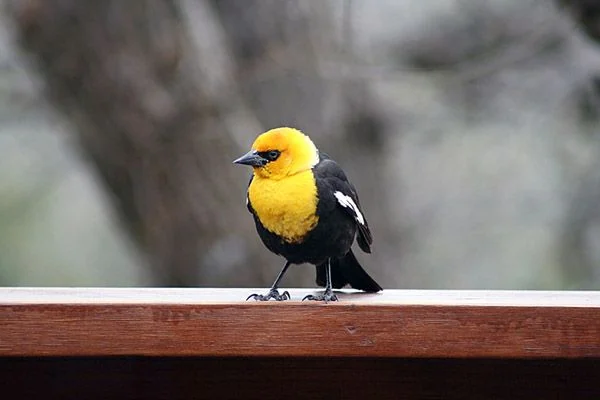 A yellow-headed blackbird spotted at Country Sunshine Bed & Breakfast